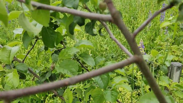 Бахча на Аляске и КОЛОДЕЦ! смотреть онлайн