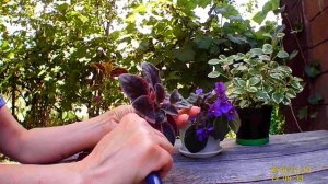 КАК ОМОЛОДИТЬ ФИАЛКУ С ВЫТЯНУТЫМ СТВОЛИКОМ