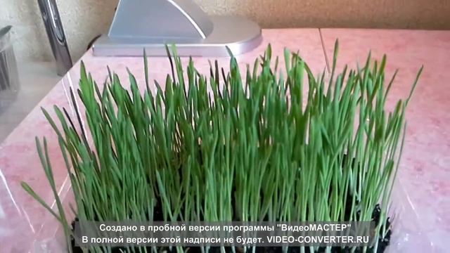 Зеленые витамины для кошек (часть 3) заключительная смотреть онлайн