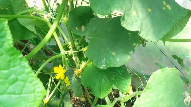 первый урожай огурцов смотреть онлайн