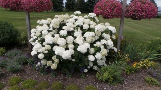 Incrediball® Hydrangea