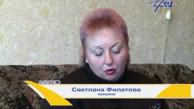 Легко - Порода Хаски смотреть онлайн