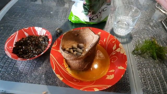 Горшок из кокоса. Аквариумные растения. смотреть онлайн