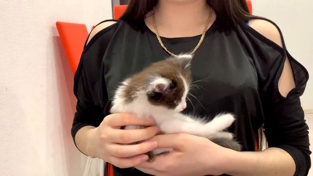 Нашла Маленького Котенка на Улице / Приютила Котеночка / Котенок Тишка смотреть онлайн
