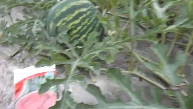 Как вырастить арбуз? Арбузы на пленке.Подкормки,полив. смотреть онлайн