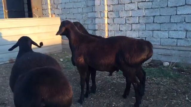 1,5 годовалые Гиссарские бараны кочкары по 170000,г. Шымкент,+77077770787,подробности по номеру тел смотреть онлайн
