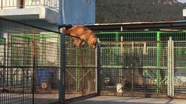 Мастиф побег:) смотреть онлайн