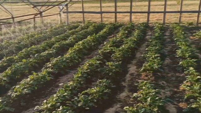 Полив картофеля 2020. ЭФФЕКТИВНЫЙ ПОЛИВ КАРТОШКИ МОЙ ОПЫТ. смотреть онлайн