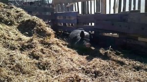 Поросята живут на улице. Уличное содержание поросят.