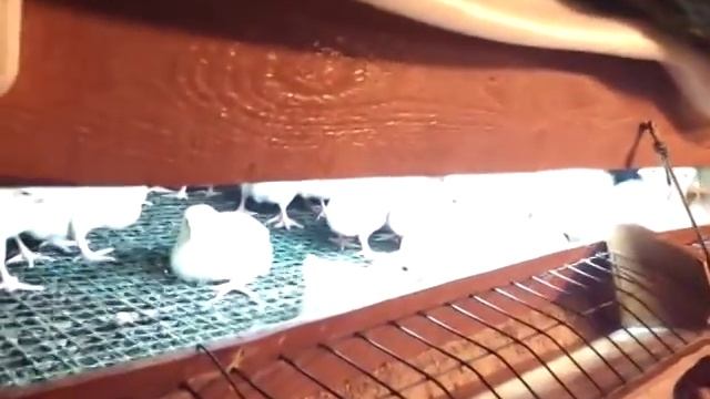 Деревенский опыт инновационного курятника смотреть онлайн