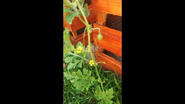 как выросли арбузы и дыни за 10 дней. арбузы в ящиках смотреть онлайн