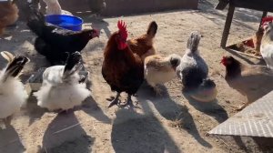 Каких ПЕТУХОВ ОСТАВЛЯТЬ Как выбрать петуха Нашла ИДЕАЛЬНОГО ПЕТУХА