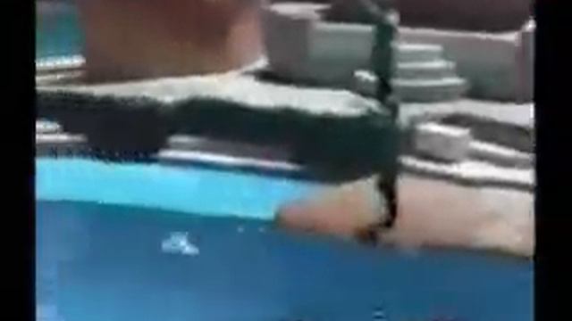 Веселое приключение в дельфинарии Приколы Курьезы Юмор Прикольно Веселые Животные Топ Лучшие Позити смотреть онлайн
