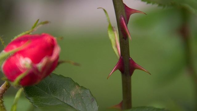25.2. Чем опасны растения для человека смотреть онлайн