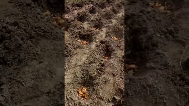 Как избавиться от проволочника. Проращивание картофеля. смотреть онлайн