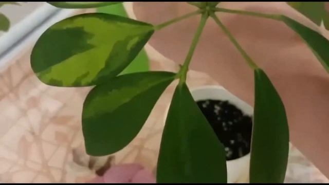 ПОСАДКА ВЕРХУШКИ ШЕФФЛЕРЫ ДРЕВОВИДНОЙ смотреть онлайн