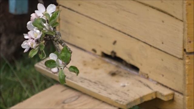 Моя жизнь в ДЕРЕВНЕ. РЕГИОН 60. Яблони в цвету. ПЧЁЛКИ в работе. смотреть онлайн