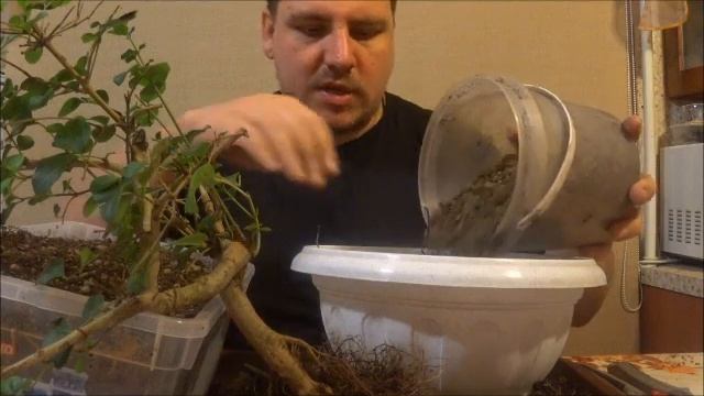 Пересадка бонсай микст лигуструм или бирючина купленного в оби по распродаже смотреть онлайн