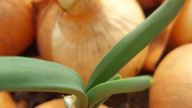 Cultivarea cepei în seră,13.12.21,(выращивание лука в теплице),(growing onions in the greenhouse) смотреть онлайн