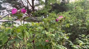 Топ-10 кустарников для посадки вдоль забора.Живая изгородь.Декоративные кустарники вдоль забора.