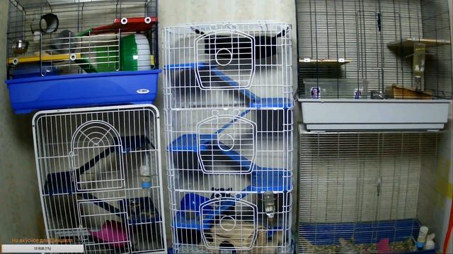 Наблюдаем за жизнью Шиншилл смотреть онлайн