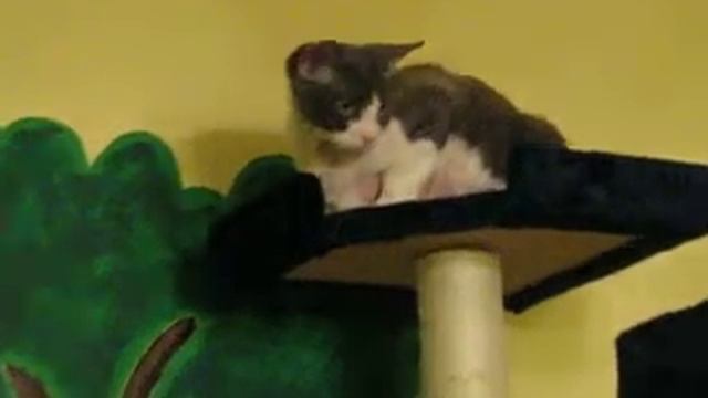 Devon Rex, Ramses & Cleopatra смотреть онлайн