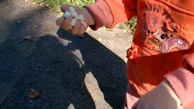 Vlog забавляемся со снежноягодником, декоративный куст смотреть онлайн