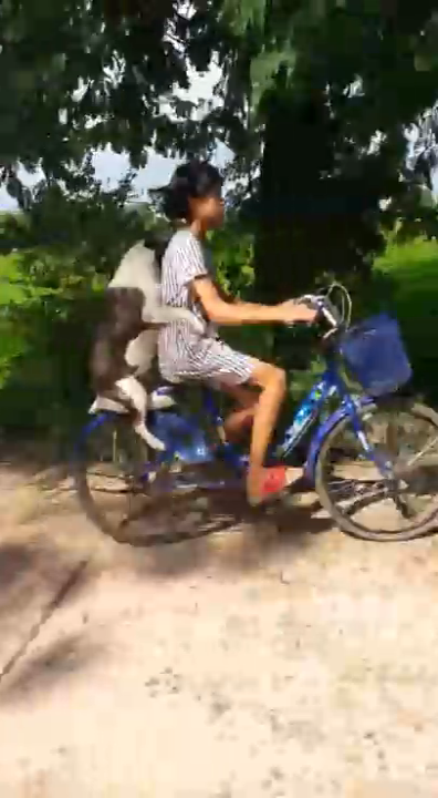 Собака на велосипеде смотреть онлайн