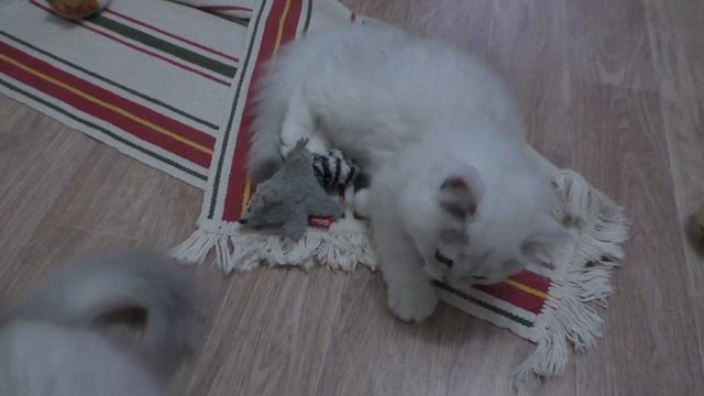 Наш Мишка смотреть онлайн