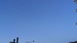 Косяки птиц