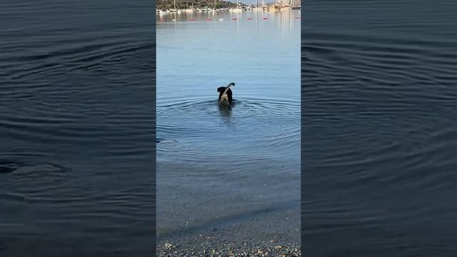 #Собака ловит #Рыбу смотреть онлайн