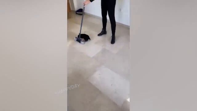 Я РЖАЛ ЦЕЛЫЙ ЧАС ? СМЕШНЫЕ КОШКИ И СОБАКИ _ СМЕШНЫЕ ЖИВОТНЫЕ ЗА ВЕСЬ МАРТ 2022 ? смотреть онлайн