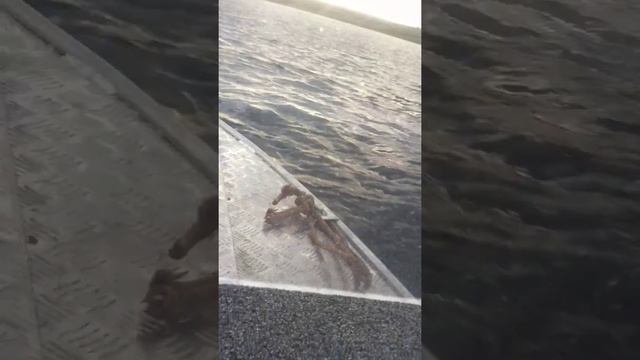 Mercury 25 + Салют 430 тест на скорость, 45 км/ч смотреть онлайн