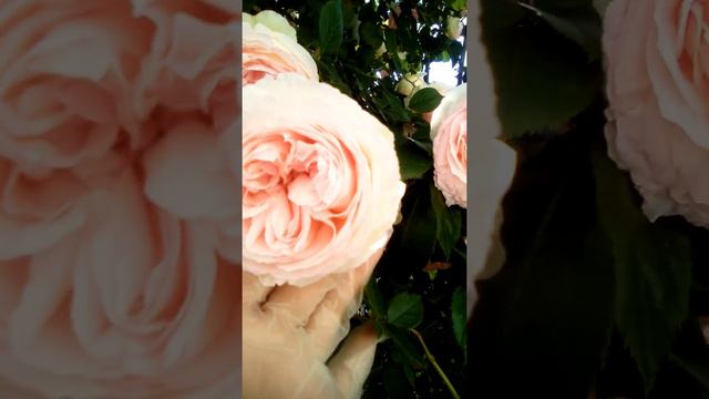 05.06.20 Часть 2. Обзор моих садовых роз, первое летнее цветение. смотреть онлайн