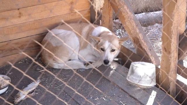 Пришел, увидел и помог. Приюту «Верный друг» горожане оказали помощь смотреть онлайн