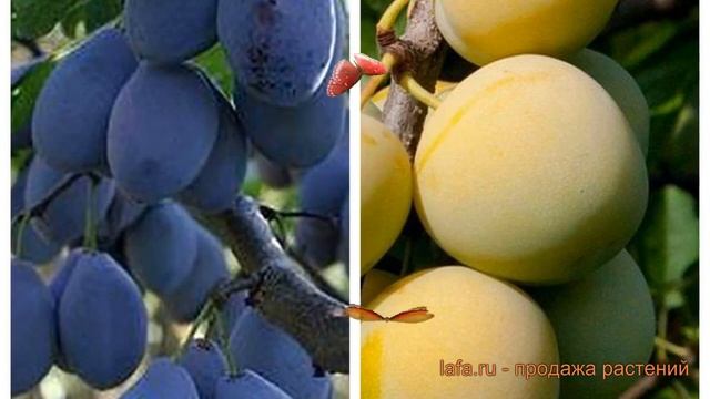 Слива обыкновенная Венгерка Корнеевская-Ренклод колхозный ? обзор: как сажать, саженцы сливы смотреть онлайн