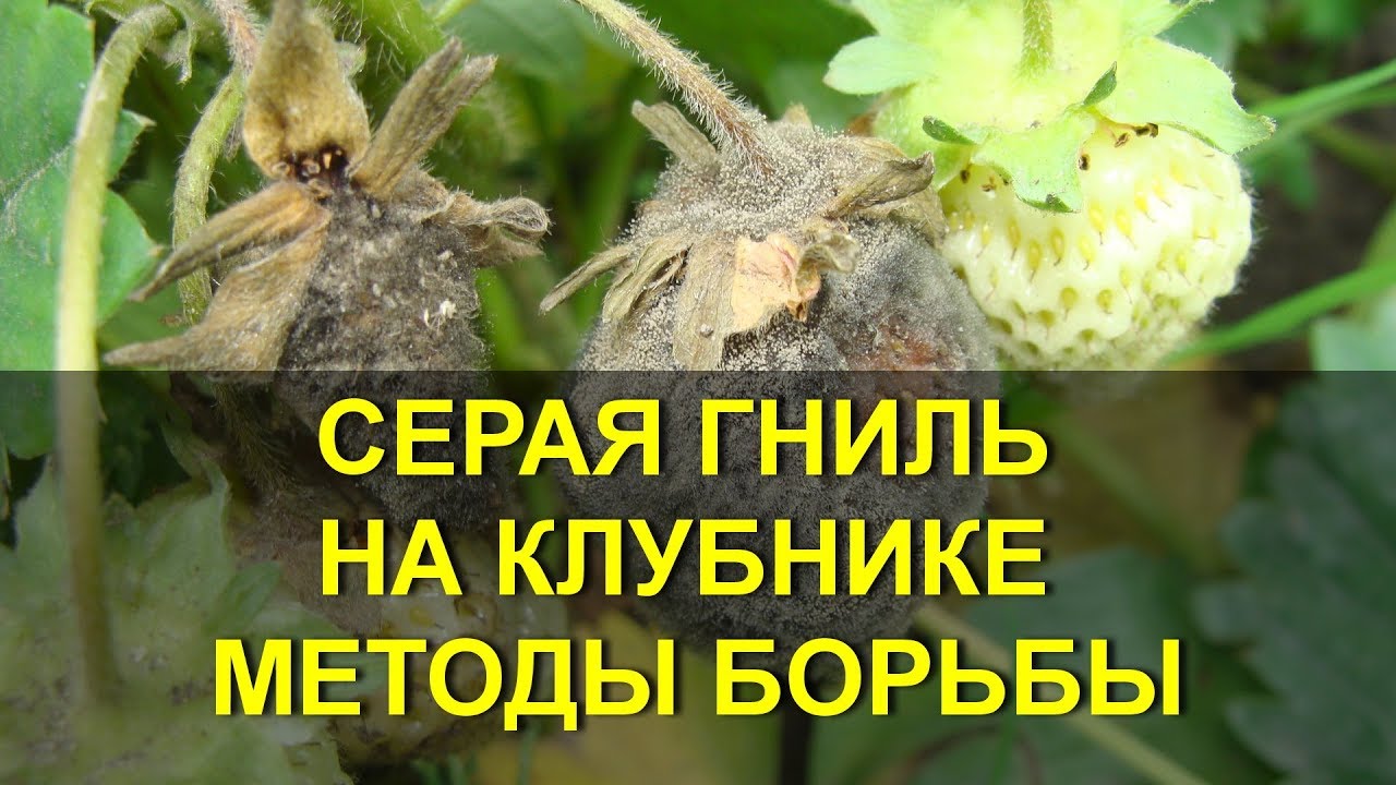СЕРАЯ ГНИЛЬ НА КЛУБНИКЕ / серая гниль на клубнике чем обрабатывать? чем обработать клубнику? смотреть онлайн