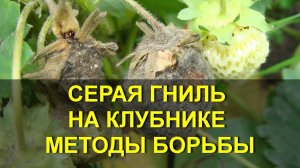 СЕРАЯ ГНИЛЬ НА КЛУБНИКЕ / серая гниль на клубнике чем обрабатывать? чем обработать клубнику?