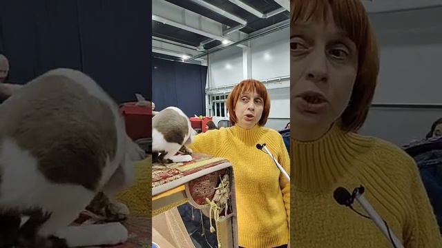 Девон-рекс - очень редкая порода смотреть онлайн