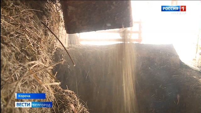 Корочанские фермеры делают мороженое из козьего молока смотреть онлайн