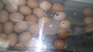 Сложная инкубация гусинных яиц. Сколько дней хранить яйцо. Как собрать яйцо для инкубации.