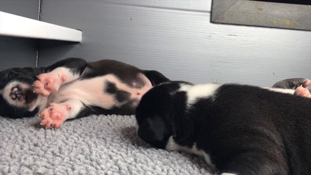 Giant Pit Bull Hulk’s $39,000 Puppy Litter of 3 / Only 10 days old!!! DarkDynastyK9sNC!!!! смотреть онлайн