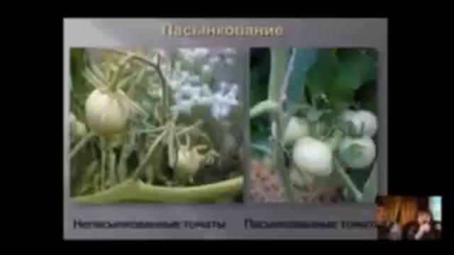 Выращивание томатов смотреть онлайн