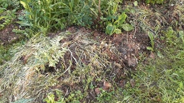 Як з'являється попелиця. Цікаве спостереження смотреть онлайн