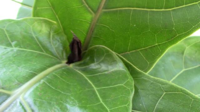 Plant Updates /Fiddle Leaf Figs and Rhipsalis Paradoxa смотреть онлайн