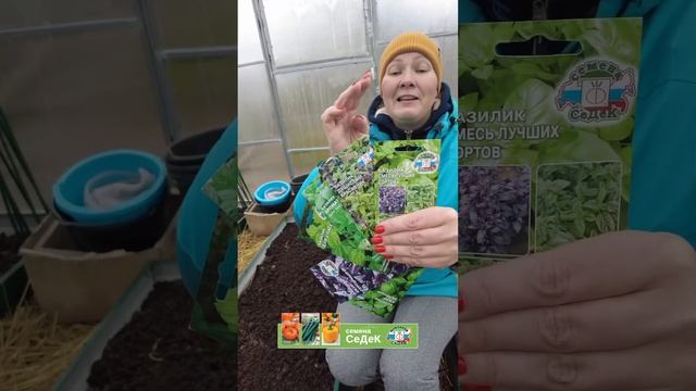Как сочетаются между собой Базилик и Ноябрь? Смотрим! смотреть онлайн