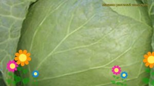 Капуста белокочанная Валентина F1. Краткий обзор, описание характеристик Valentina