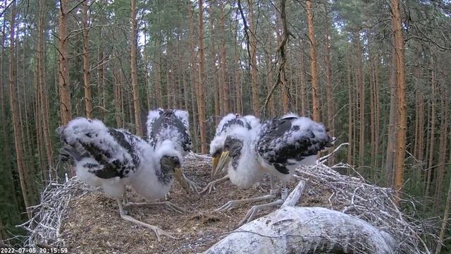 Must-toonekurg~Lot of fish by Karl~Please Donate!~8:15 p.m. 2022/07/05 смотреть онлайн