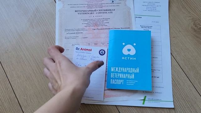 Перелет с котом за границу в салоне | Прививки Справки Документы Карантин | Перевоз кота в Азию смотреть онлайн