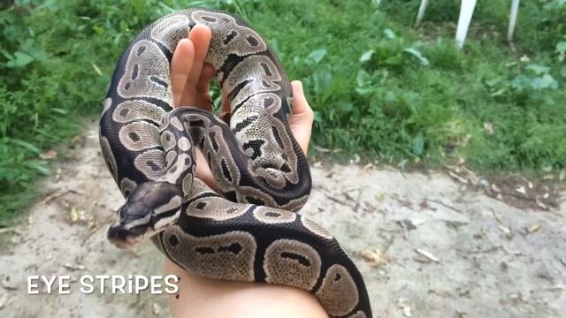 Ball Python Morph Update - VPI Axanthic смотреть онлайн